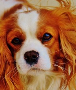When Do Cavalier King Charles Spaniels Get Their Full Coat?