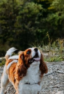 Are Cavalier King Charles Spaniels Hunting Dogs?