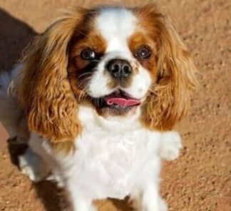 Cavalier King Charles Spaniel Barking: Reasons and Solutions