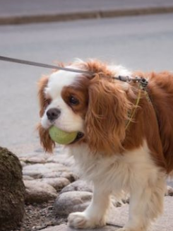 Meet the Oldest Cavalier King Charles Spaniel