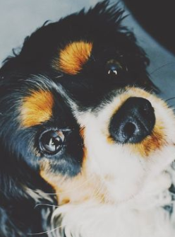 17 Things Only Cavalier Owners Will Understand