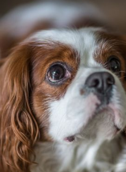 Cavalier King Charles Spaniel Pros and Cons