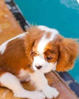 Celebrity Cavalier King Charles Spaniels