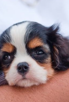 Is Your Cavalier Overweight? Follow These Steps to Find Out