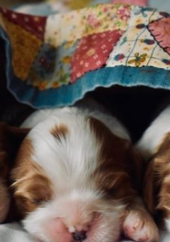 Cavalier King Charles Spaniel Litter: Size & Breeding