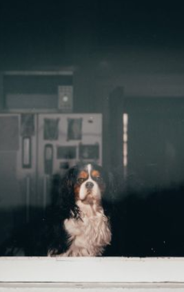 15 Most Popular Questions About Cavaliers (Answered)