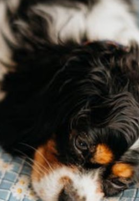 5 Things Senior Cavaliers Will Thank You For Doing