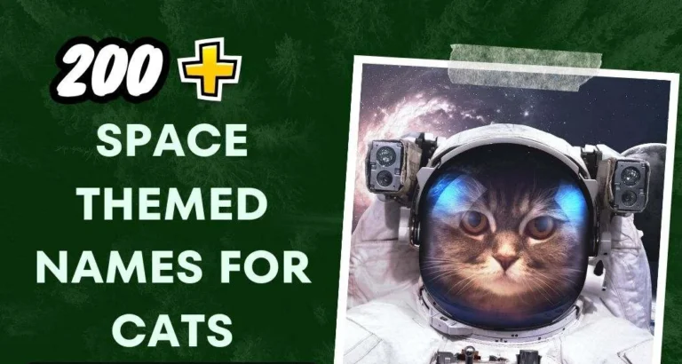 Space Themed Names For Cats (200+ Creative Ideas)