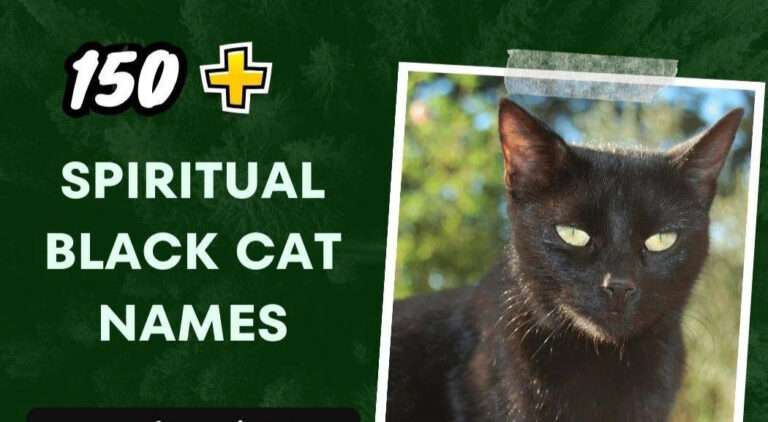 Spiritual Black Cat Names (150+ creative ideas)