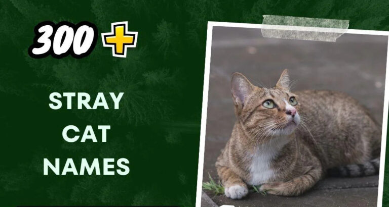 Stray Cat Names (300+ Unique Ideas)