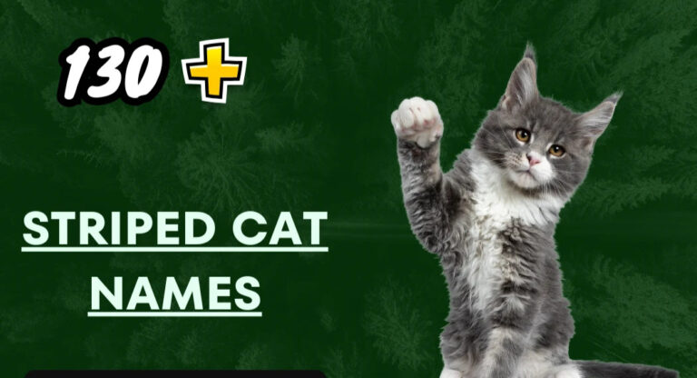 Striped Cat Names – Funny and Creative Ideas