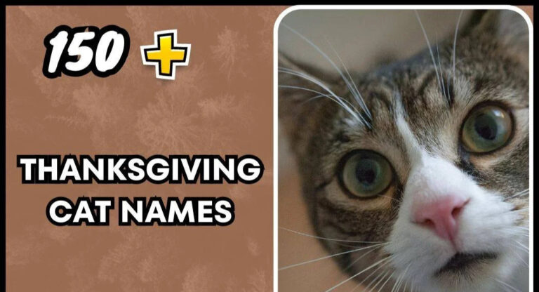 Thanksgiving Cat Names – Unique Ideas