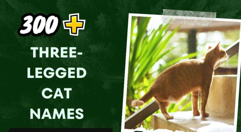 Three-Legged Cat Names (300+ Unique Ideas)