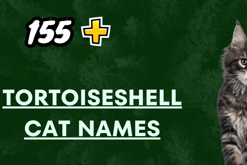 Tortoiseshell Cat Names