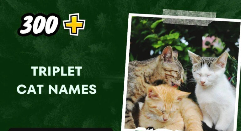 Triplet Cat Names (300+ Creative Ideas)