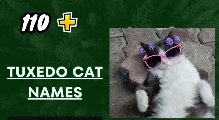 Tuxedo Cat Names – Funny and Cool Ideas