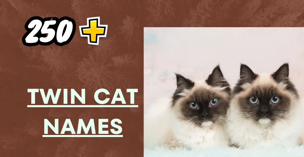 Twin Cat Names – Perfect Matching Pairs