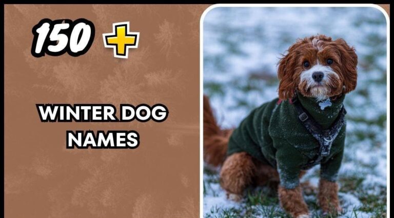 Winter Dog Names