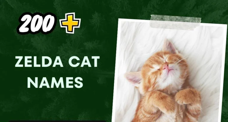 Zelda Cat Names (200+ Amazing Ideas)
