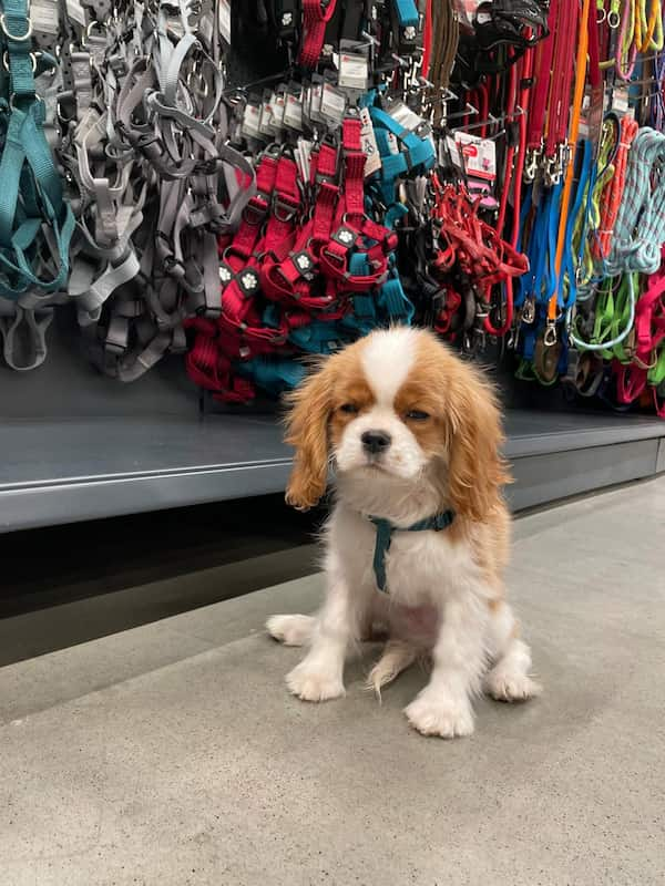 Cavalier King Charles Spaniel Exercise Needs