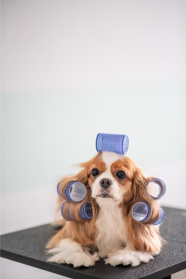 Grooming your Cavalier King Charles