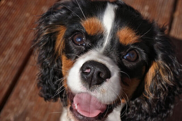 4 Beautiful Colors of Cavalier King Charles Spaniels