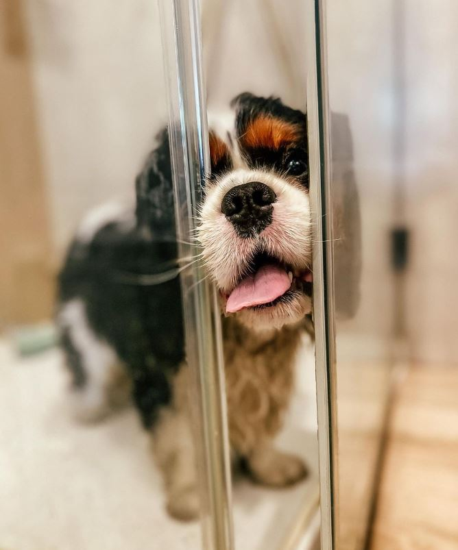 10 Most Photogenic Cavalier King Charles Spaniels On Instagram