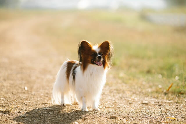 5 Best Companion Dogs for Cavalier King Charles Spaniel