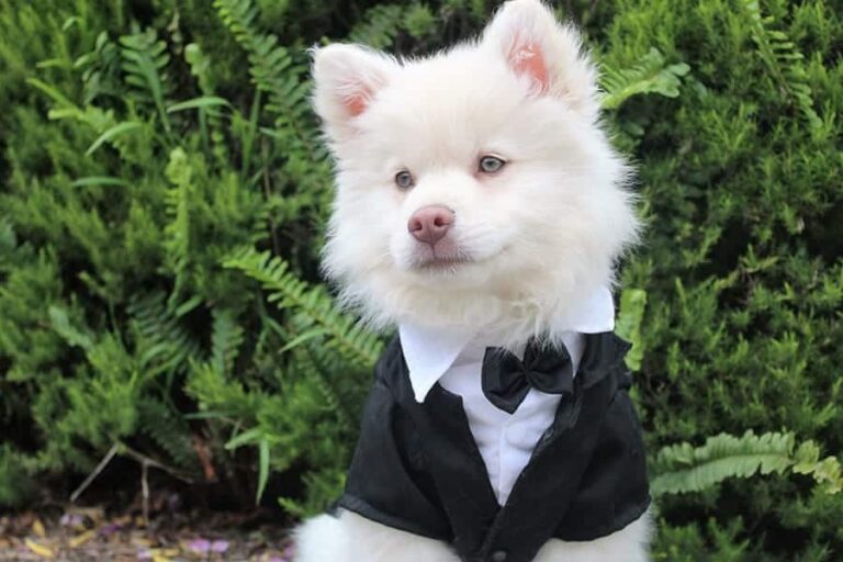 Unique Dog Names – 5 Easy Ways to Find Creative Names