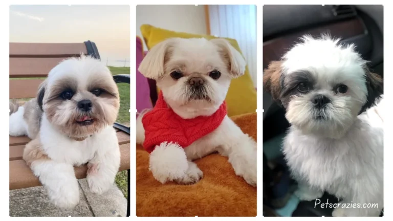 20 Adorable Shih Tzu Hairstyles That Will Steal Hearts!