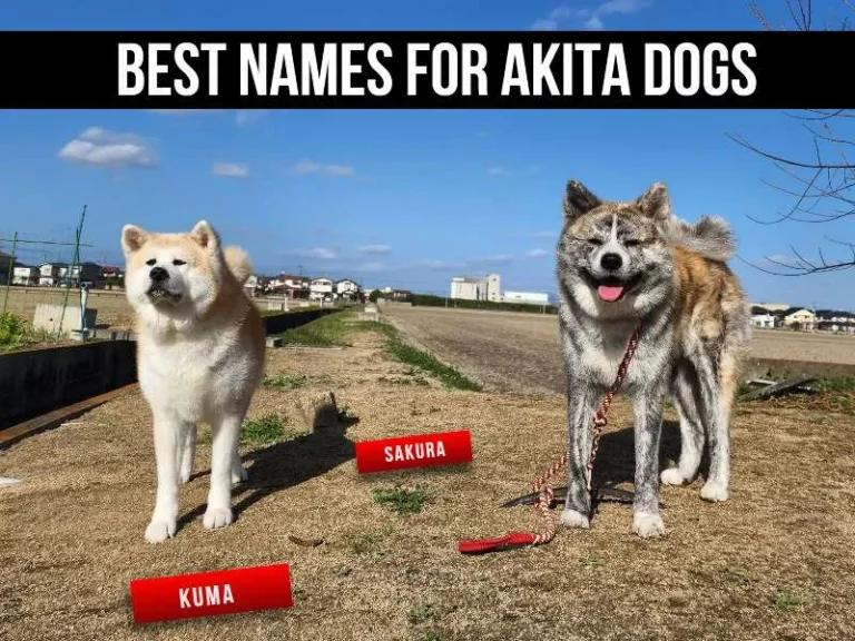 Best Names for Akita Dogs