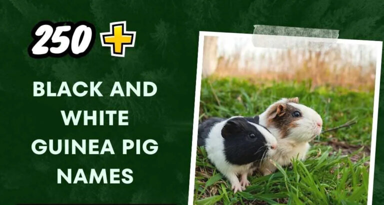 Black And White Guinea Pig Names (250+ Creative Ideas)