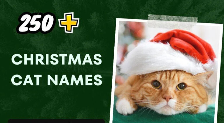 Christmas Cat Names (250+ Creative Ideas)