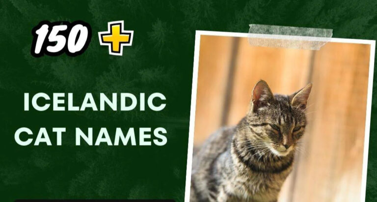 Icelandic Cat Names (150+ Unique Ideas)