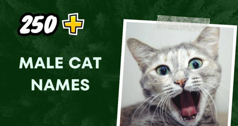 Male Cat Names (250+ Amazing Ideas)