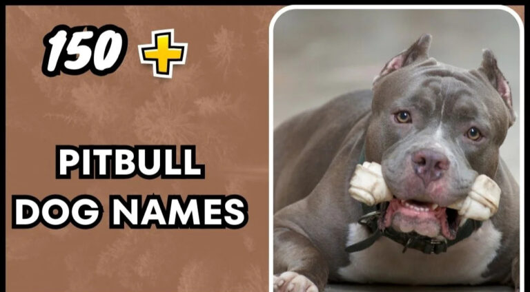 Pitbull Dog Names – Unique And Strong Options