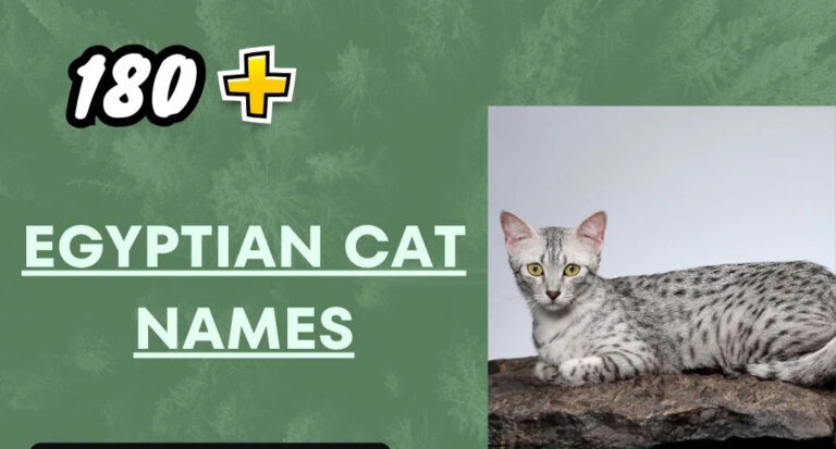 Egyptian Cat Names – Mystique For Your Pet
