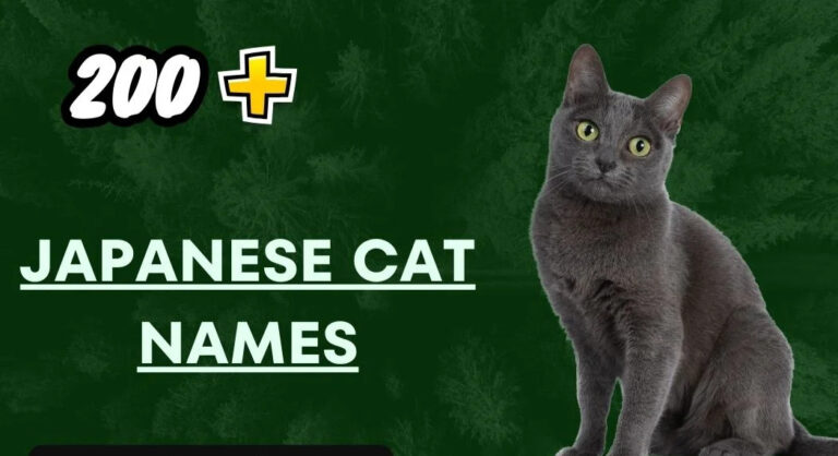 Japanese Cat Names – Funny And Cute Ideas