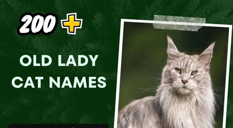 Old Lady Cat Names (200+ Creative Ideas)