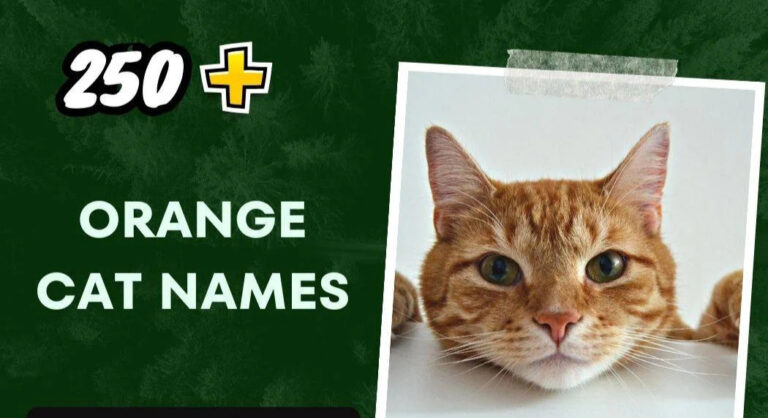 Orange Cat Names (250+ Unforgettable Picks)