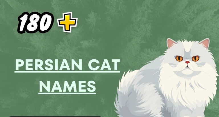 Persian Cat Names – Funny And Cute Ideas
