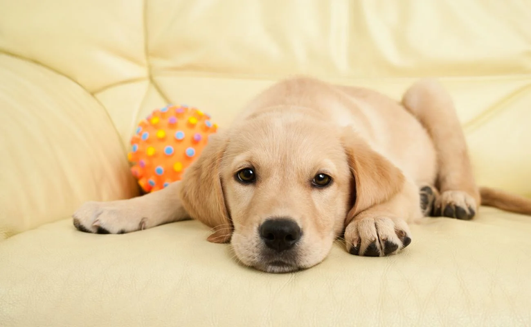 How to Make Your Labrador Retriever Smart