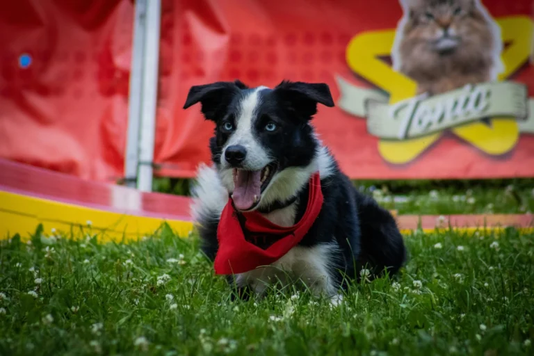12 Puppy Obedience Training Tips For New Dog Owners