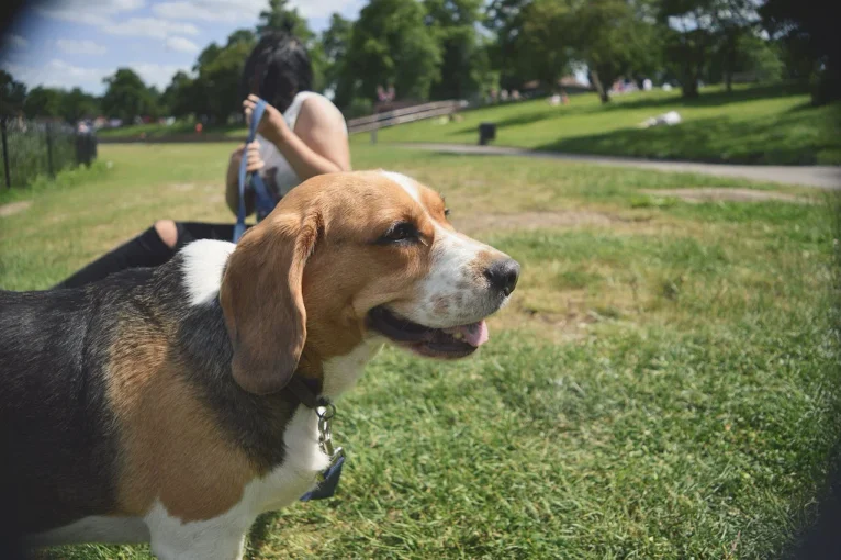 7 Biggest Mistakes Beagle Owners Make (And How to Avoid Them)
