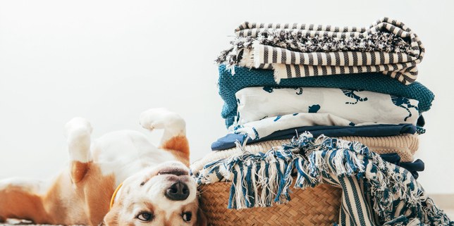 9 Ways to Organize Dog Blankets and Beds